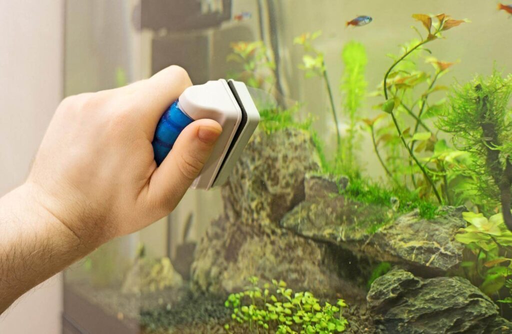 Wait! Why Clean Your Aquarium-