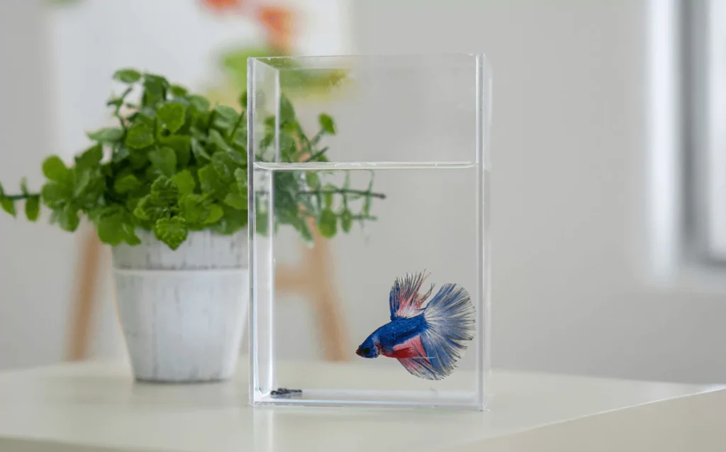 Small plexiglass fish tank with a betta fish placed on a white surface beside a green potted plant.