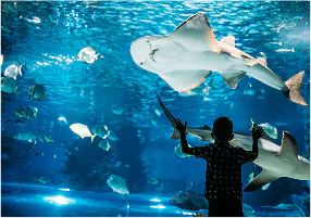 Large aquarium with thick safety laminated glass, ensuring durability, shatter resistance, and high water pressure support.